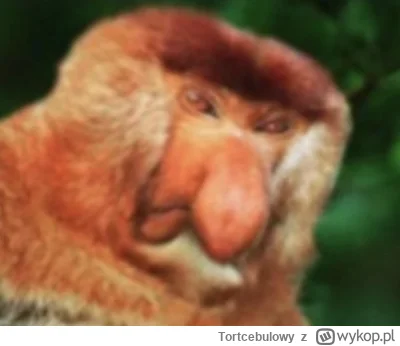 Tortcebulowy - Tymczasem dumfries
#mecz