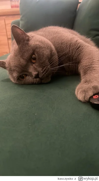 kasczysko - Ale jak to znowu do kołchozu… 

#kot #koty #pokazkota #niedzielawieczur