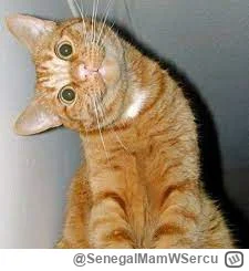 SenegalMamWSercu - @Demon_Cleaner: