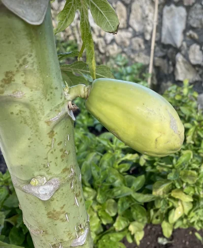asdfghjkl - owoc papaji. Wielkość pięści około