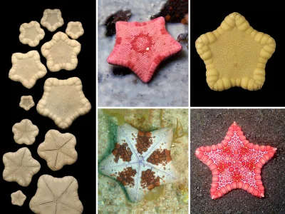 Apaturia - Ciasteczkowe rozgwiazdy. Zaskakująco dużo rozgwiazd ma popularne nazwy, kt...