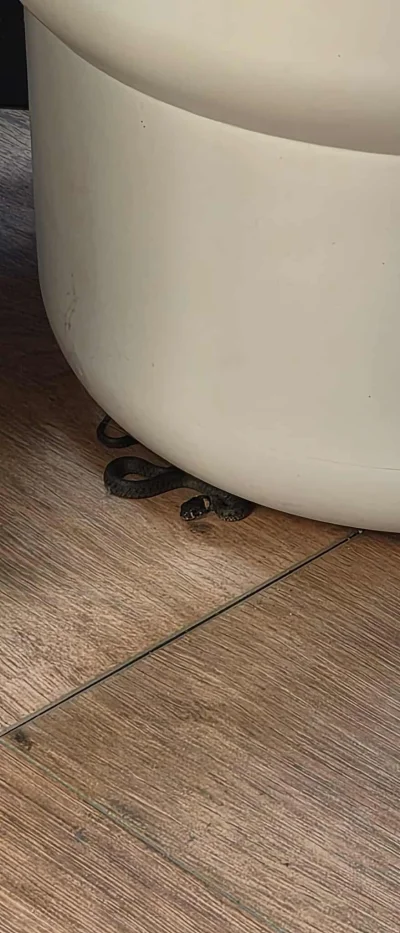 banans - Zaplusuj ,a odwiedzi cię żmija 


#glupiewykopowezabawy #gownowpis