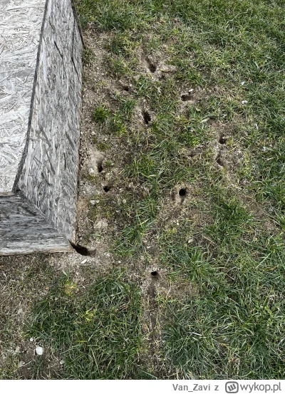 Van_Zavi - Co to za zwierzę/ gryzoń kopie takie norki? Co ciekawe, zostawiło to dziwn...