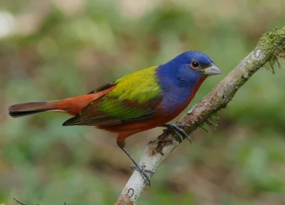 Lifelike - Łuszczyk wielobarwny (Passerina ciris) [samiec]
Autor
#photoexplorer #foto...