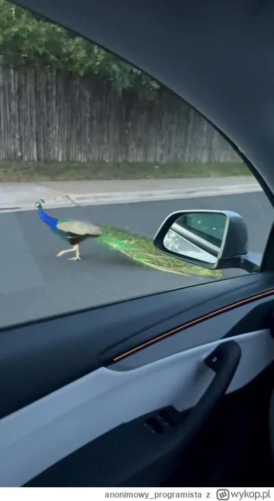 anonimowy_programista - Robotaxi napotyka... pawia na drodze

SPOILER

Mam nadzieje, ...