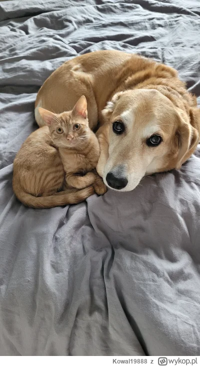 Kowal19888 - Kitku i jego psia mama xD
#pokazkota #koty #zwierzaczki #pokazpsa