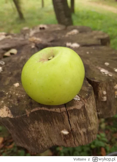 Voltaire - Chyba że wolicie jabłka. To też mam wiadro, ale odmiana bardzo stara, słod...