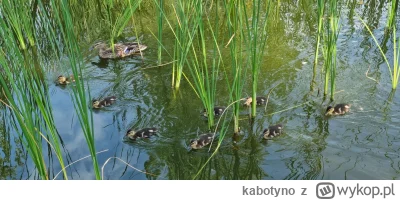 kabotyno - Kaczuszki urosły ale niestety brakuje 3 sztuk. 
Co się z nimi stało?🤔

🦆...