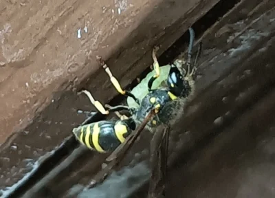 WrzeCiOna - Wyglada na to że mam sasiadkę z bombelkiem ( ͡º ͜ʖ͡º) #osa #ogrodnictwo
S...