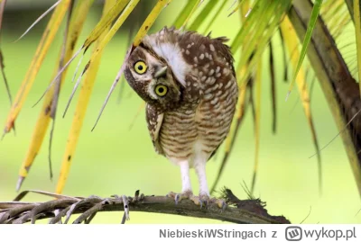 NiebieskiWStringach - @cheture: