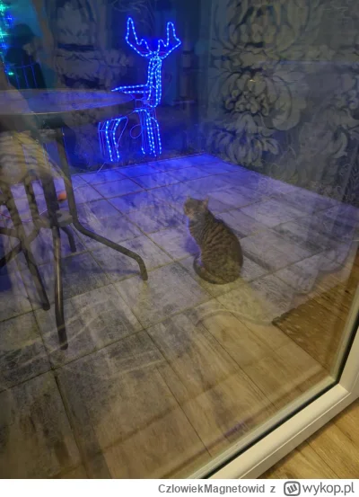 CzlowiekMagnetowid - <31.12.2024>