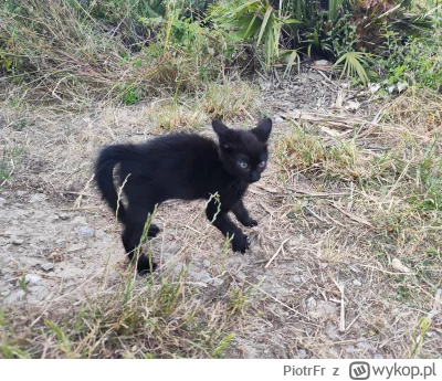 PiotrFr - Już dwa tygodnie jak ta przybłęda znalazła dom 

#koty