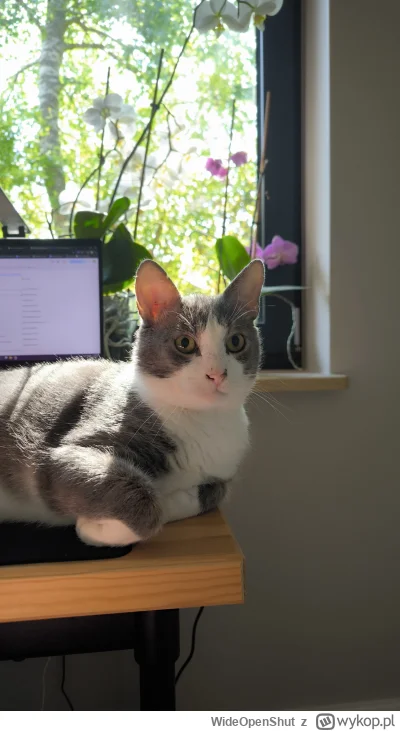 WideOpenShut - Mietek czuwa nad tym, żebym się nie przepracowała ( ͡° ͜ʖ ͡°)

#pokazk...