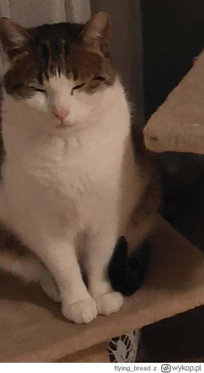flying_bread - #pokazkota #koty a kto tu tak mruga (｡◕‿‿◕｡)