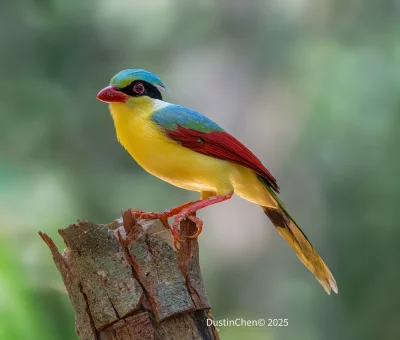 Lifelike - Kitta zielona (Cissa hypoleuca)
Autor
#photoexplorer #fotografia #ornitolo...