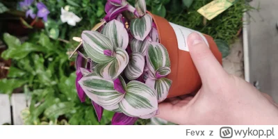 Fevx - Żona mnie zabije ale nie mogę się oprzeć i chyba kupię trzykrotkę ( ͡° ͜ʖ ͡°) ...