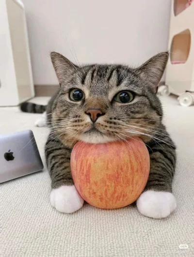 CZESARZ_INTERNETU - #koty