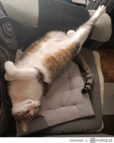 ziemniac - Chyba śni mu się program tv "sprawa dla reportera" 
#koty #pokazkota #kitk...