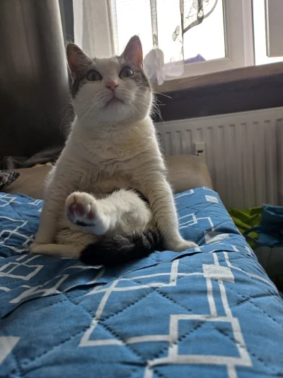 Solsith - #pokazkota #spaslak kitler( ͡° ͜ʖ ͡°)