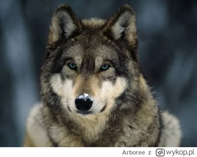 Arboree - Jedyne psy jakie szanuję to wilki, przynajmniej mają godność