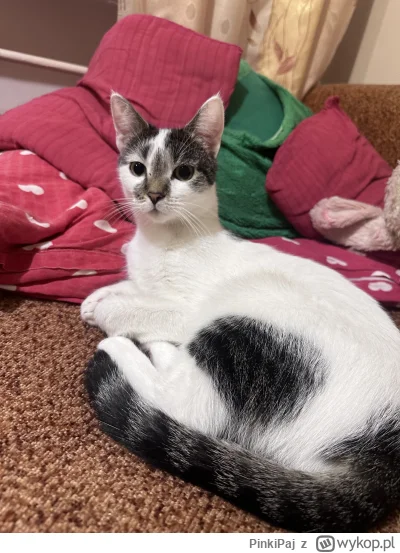 PinkiPaj - @paulina-maciazek: ej to mój kot!!!