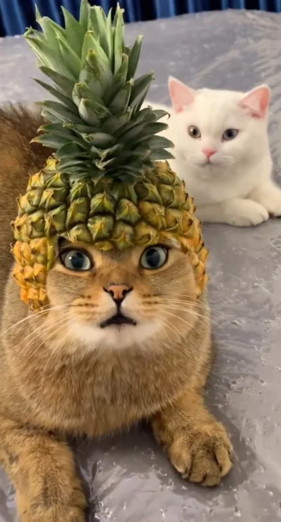 P.....t - kolega odchodzi jutro z pracy...

SPOILER

#ananas #heheszki #praca #janusz...