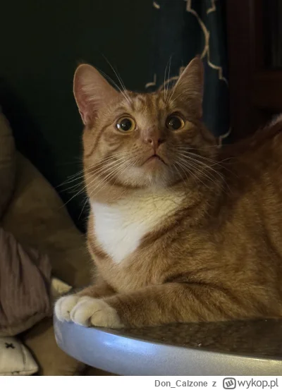 Don_Calzone - #pokazkota Kiedy coś zajadasz i nie dzielisz się z Ananasem