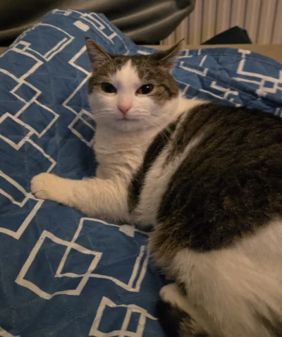 Solsith - #pokazkota #spaslak kupiłem nowy kocyk/kołderke to mi spaślak okupuje, chci...