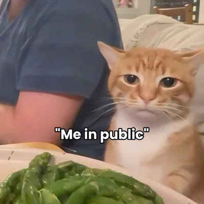 FreakingAwesome - #kotek