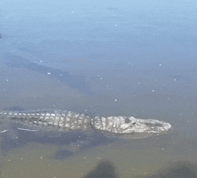 wfyokyga - Wio koniu wodny