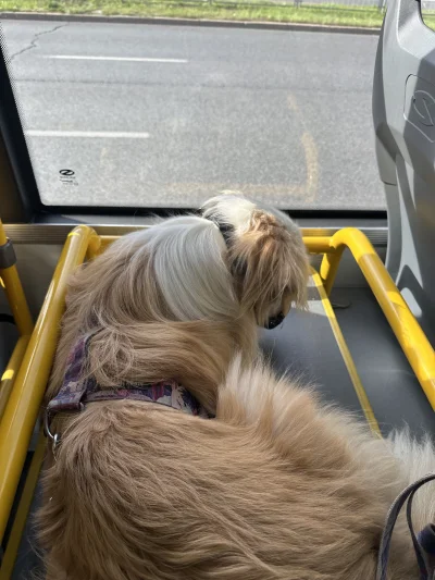 o__0 - Jedziemy sobie autobusem #psiarze #pokazpsa