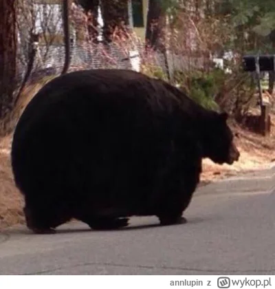 annlupin - Giga misiek