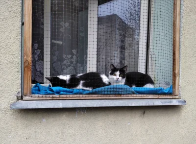 Iifeform - #koteczkizprzypadku
(｡◕‿‿◕｡)