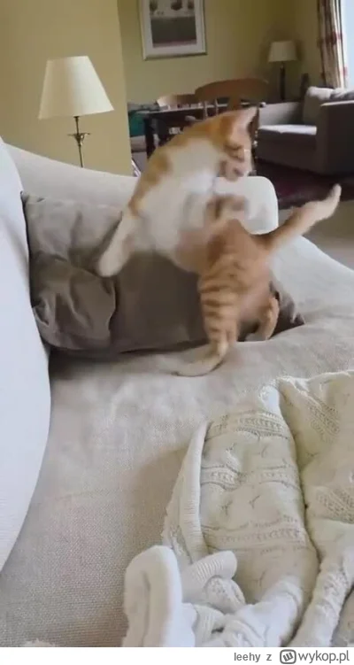 leehy - #smiesznekotki