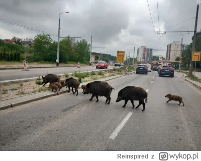 Reinspired - @Medicine676: Tak, tak a potem wysrywy na facebookowych grupach że Pimpu...