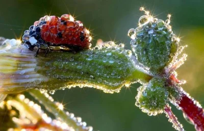 Apaturia - Biedronka w porannej rosie (｡◕‿‿◕｡) O tym, jak pożytecznym owadem jest żer...