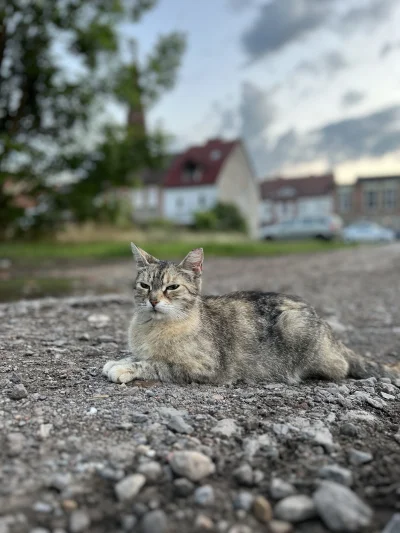 Hanakele7 - Lucynka wersja w------n, ale pozuje ładnie.  #koty #pokazkota #koteczkizp...