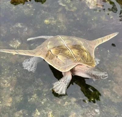 Loskamilos1 - Sinemys gamera, gatunek żółwia, który wyginął około 100-140 milionów la...