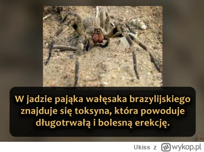 Ukiss - Wałęsaki brazylijskie (Phoneutria) występują głównie w północnej części Amery...
