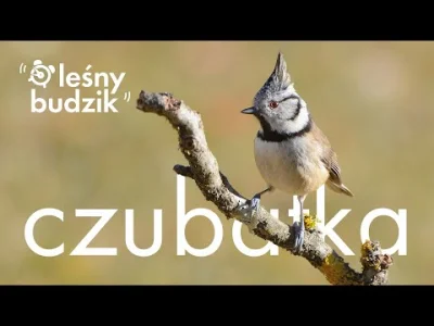 Lifelike - Czubatka europejska (Lophophanes cristatus)
Głos
Autor
#photoexplorer #fot...
