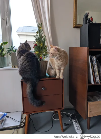 AnnaWojcicka - Koty większe od choinki 
#koty #pokazkota