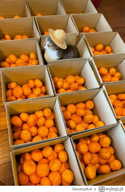 SmutnyKot - #dziwnekotki