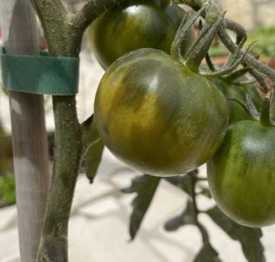 asdfghjkl - Pierwsze pomidory odmiany black prince juz zaczynaja dochodzić.  #leganck...
