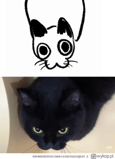 niewiadomocowscenariuszujest - #kitku #koty