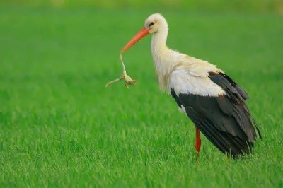 bialykruczek - @hirek_gawron stop - boćka czas

zżera gupią żabę czas