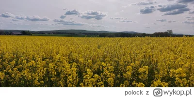 polock - ( ͡º ͜ʖ͡º)