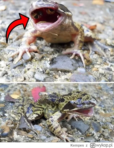 Kempes - #zwierzaczki #ciekawostki #nauka

W 1992 roku fotograf Scott Gardner w hrabs...