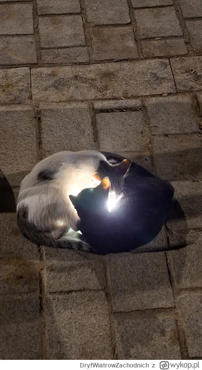 DryfWiatrowZachodnich - Kocie zen

Dla dociekliwych - spia na lampie wmontowanej w gr...