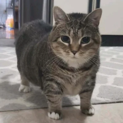 Timer_555 - @lorazepant