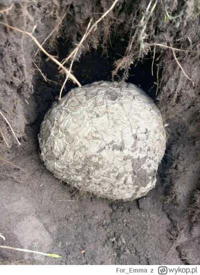 For_Emma - @eklektyczny: